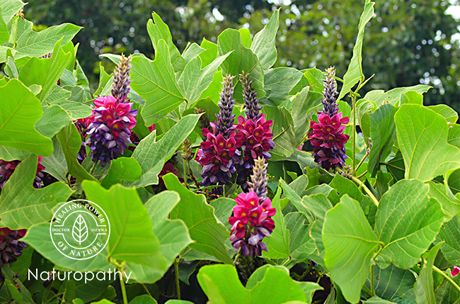 kudzu plants-eyecatch