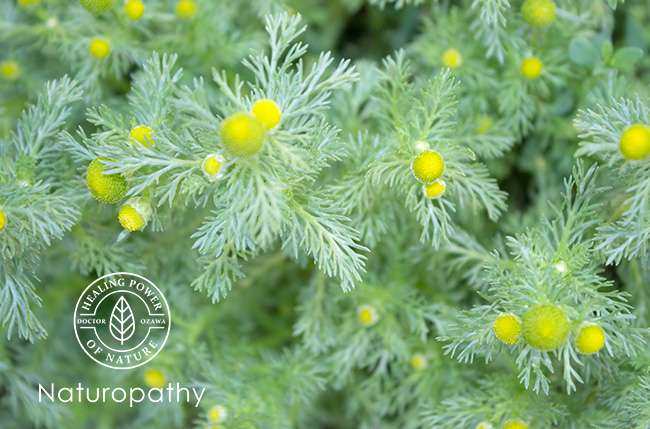 pineapple weed 1-eyecatch