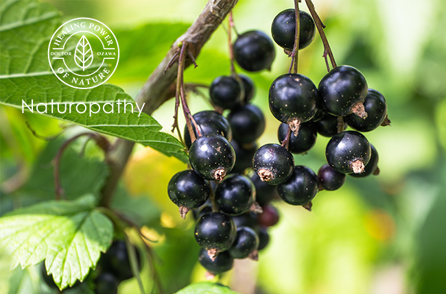 blackcurrants on a tree-eyecatch