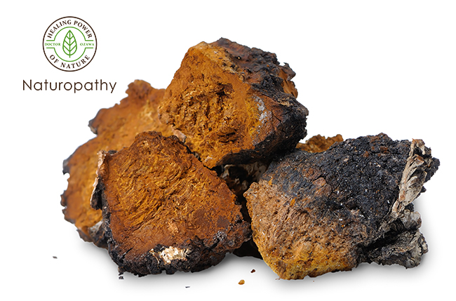 chaga isolated-eyecatch