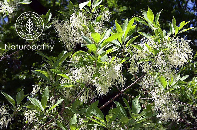 Chionanthus_virginicus-fringe tree-eyecatch