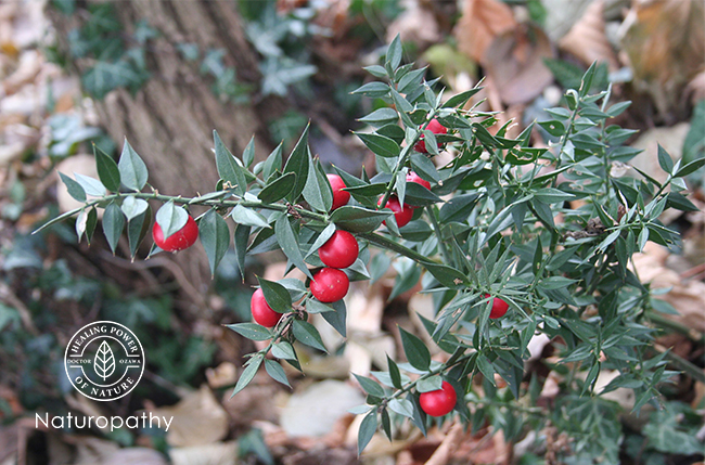 Ruscus aculeatus -butcher's broom-eyecatch