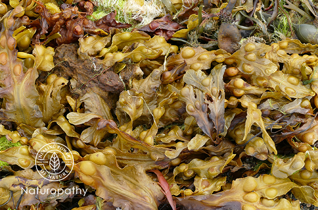 bladderwrack-eyecatch