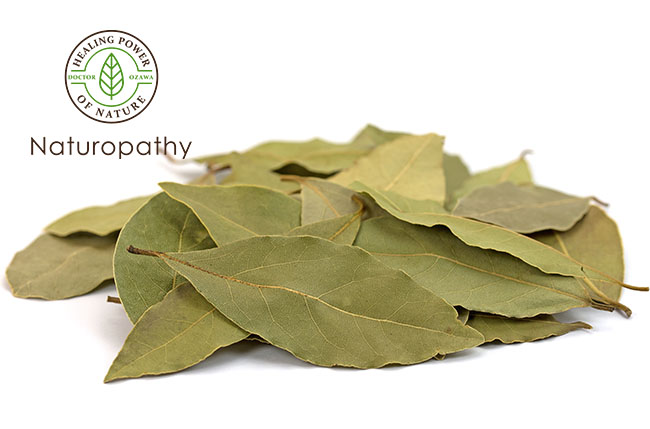 Laurus nobilis dry-eyecatch