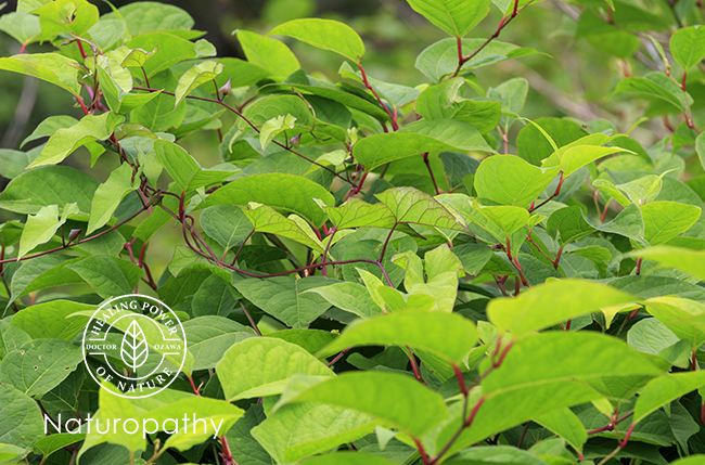 japanese knotweed-eyecatch