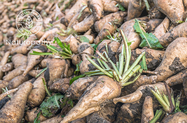 chicory root-eyecatch