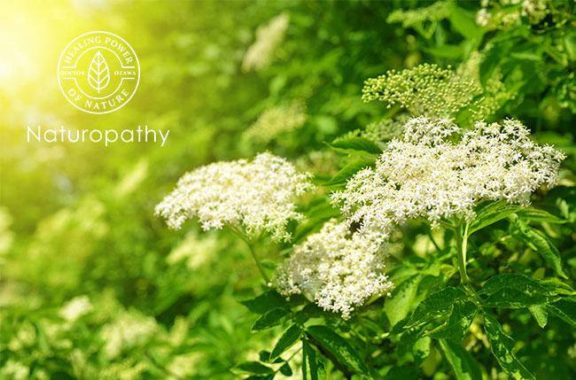 elderflower-eyecatch