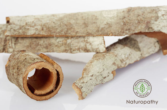 magnolia bark-eyecatch