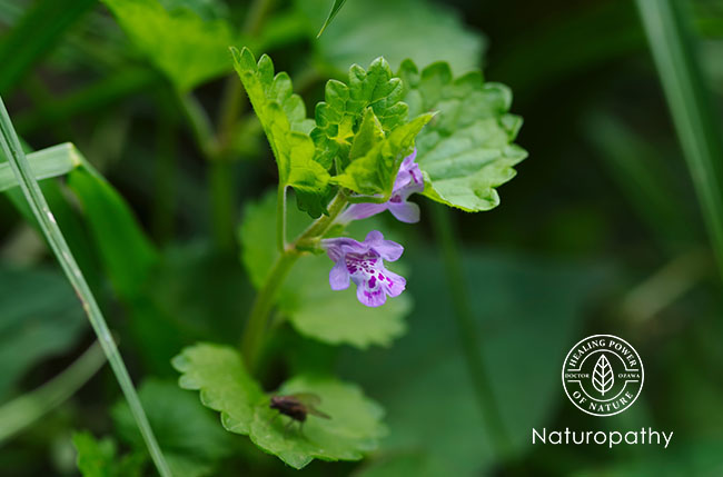 ground ivy-eyecatch