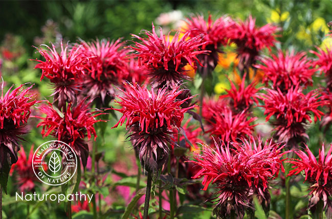 bee balm-monarda didyma-eyecatch