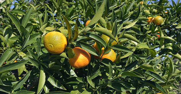 プチグレンは、ビターオレンジから取れる3種の精油のうちの一つ
