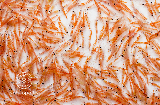 antarctic krill-eyecatch