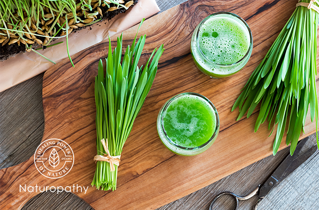 barley grass-eyecatch
