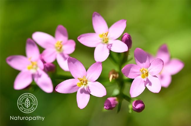Centaurium erythraea-ベニバナセンブリ-eyecatch
