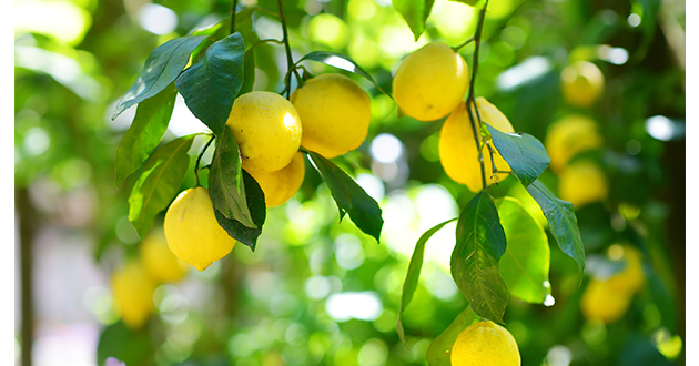 レモンは高さ6ｍほどに成長する常緑高木