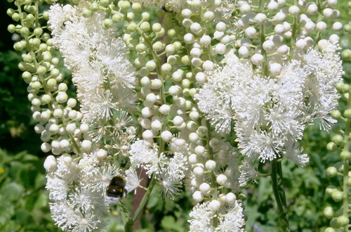 shutterstock_balck cohosh