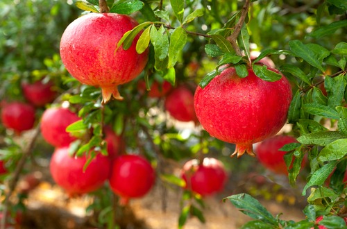 shutterstock_pome