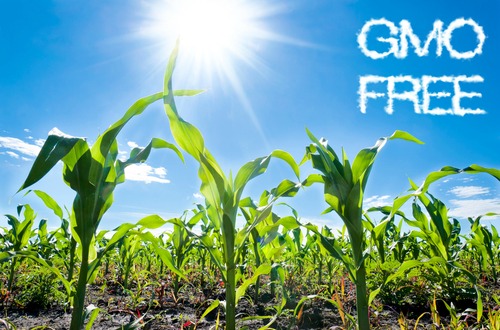 gmo free M