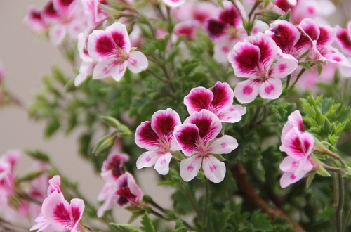 Pelargonium M