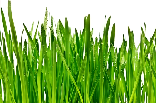 shutterstock_109942811