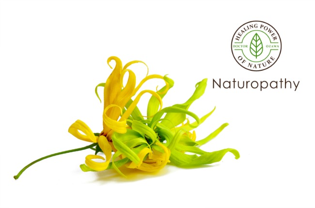 精油 イランイラン 弱った心に優しく働きかける 花の中の花 ナチュロパシー 自然療法の情報サイト