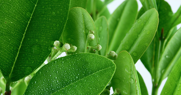 帯状疱疹用のエッセンシャルオイル