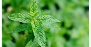 帯状疱疹に対するエッセンシャルオイルの使い方