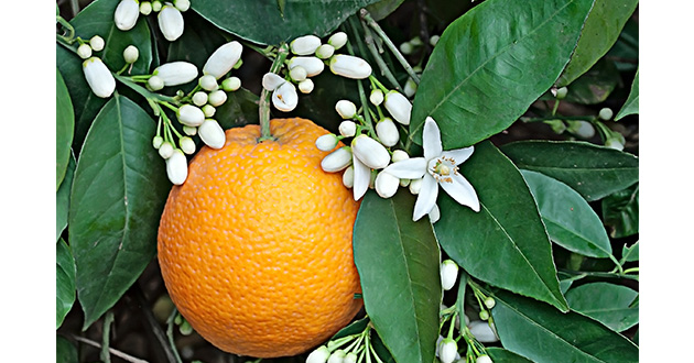 オレンジに含まれるリモネンは抗菌、抗ウイルス作用があり、空気を丸ごと浄化
