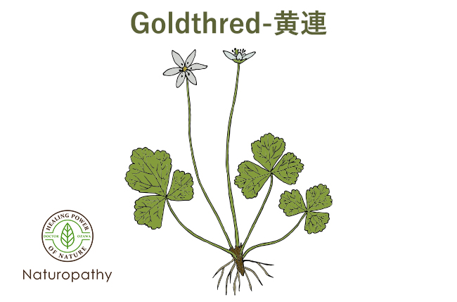 goldthred 黄連-white-eyecatch