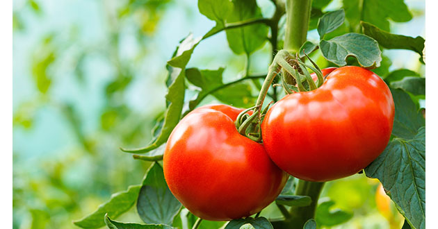 トマトの栄養　リコピン