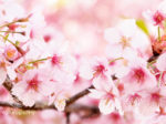 春、桜満開の香り