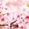 春、桜満開の香り