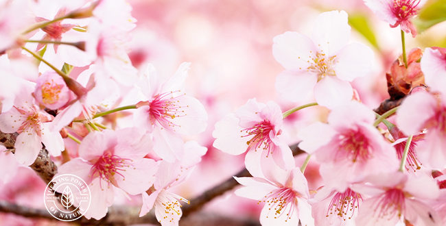 春、桜満開の香り