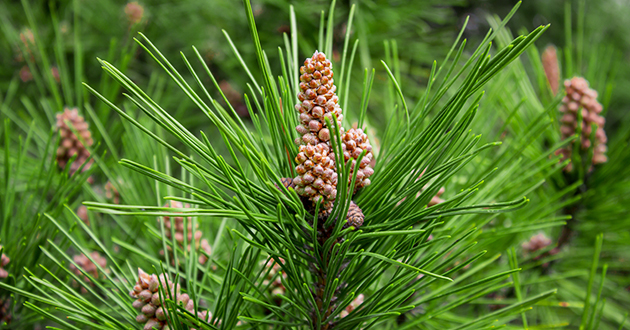 Pinus sylvestris-オウシュウアカマツ-630