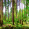 large forest-eyecatch