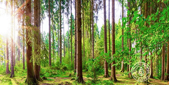 large forest-eyecatch