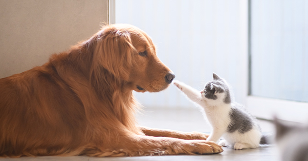 dog and a kitten